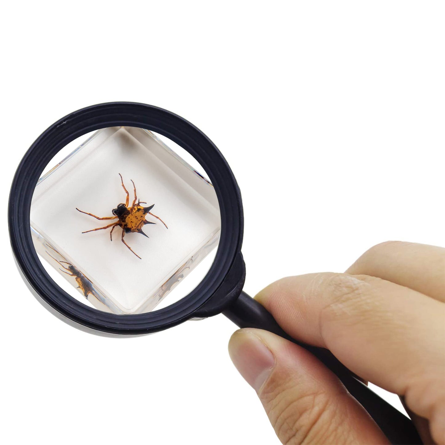 Insect Specimen Set, Bugs Collection Scientific Education Gift for Kids Aged 3-8-12 (Millipede, Centipede, Dragonfly Larvae, Tea Seed Bug, Red Longhorn Beetle, Spiny Spider)