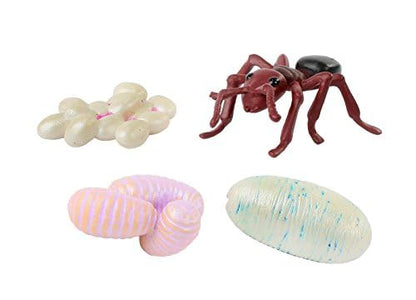 Insect Lore Butterfly Garden - 8" Habitat with 5 Live Baby Caterpillars - Includes Life Cycle Figurines, Stickers, Wind up, Mini Habitat | Birthday or Teacher Gift Set