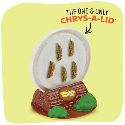 Insect Lore Butterfly Garden - 8" Habitat with 5 Live Baby Caterpillars - Includes Life Cycle Figurines, Stickers, Wind up, Mini Habitat | Birthday or Teacher Gift Set