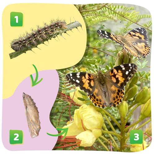 Insect Lore Raise and Release Butterfly Garden Kit – Caterpillar Habitat with redeemable Voucher – STEM-accredited Live Butterfly Growing Kit for Kids, Classrooms, and Homeschool Learning