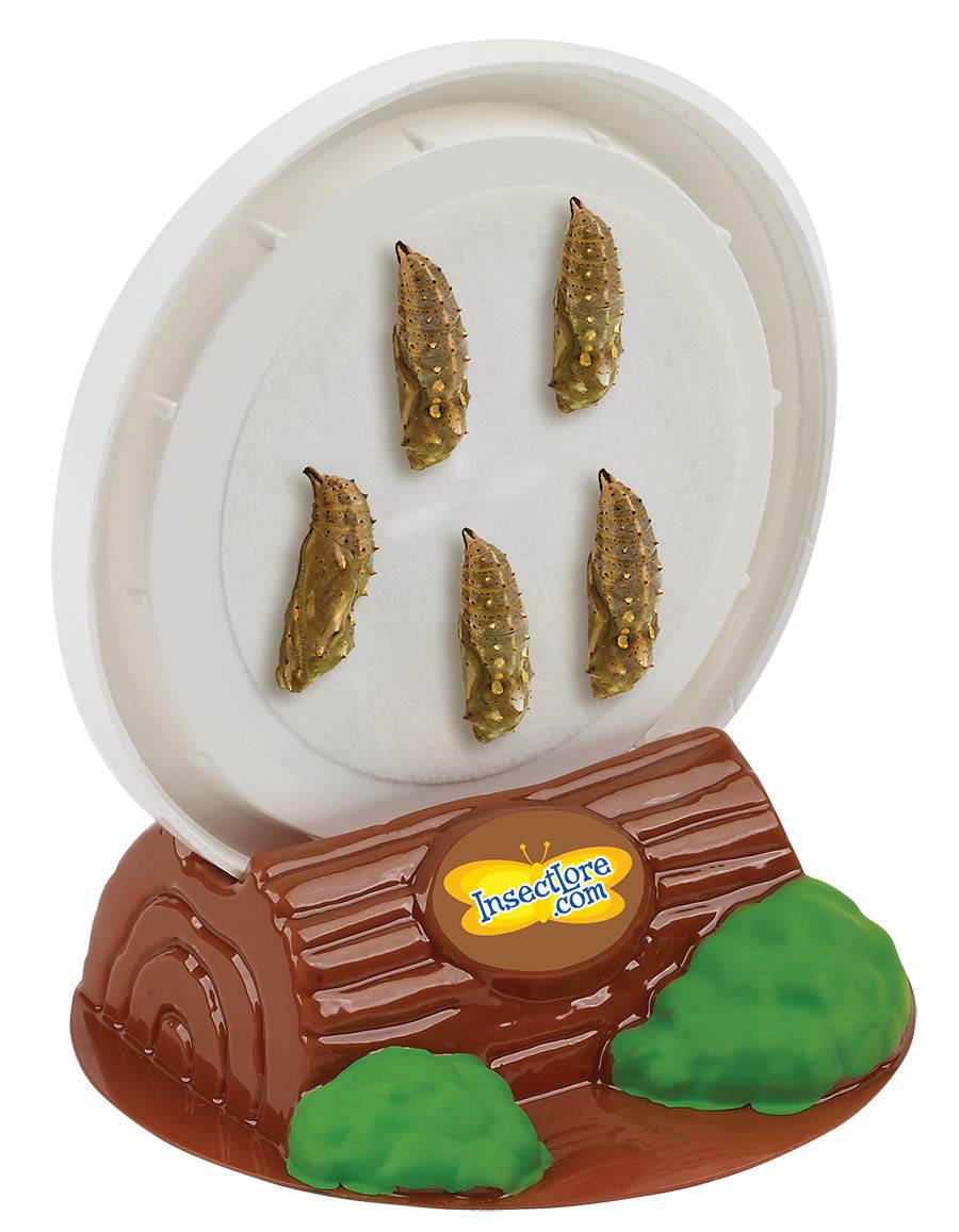 Insect Lore Butterfly Garden with Two Cups of Live Caterpillars, Life Cycle Figurines, English and Spanish Butterfly STEM Activity Journals | 10 Painted Lady Butterfly Baby Caterpillars