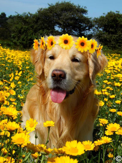 WOVOWOVO 2 Packs Sunflower Crown Headbands For Women Girls, Floral Daisy Hippie Hair Accessories Fall Flower Crown Adjustable Handmade Headpiece Photo Props Party Vacation (Yellow)