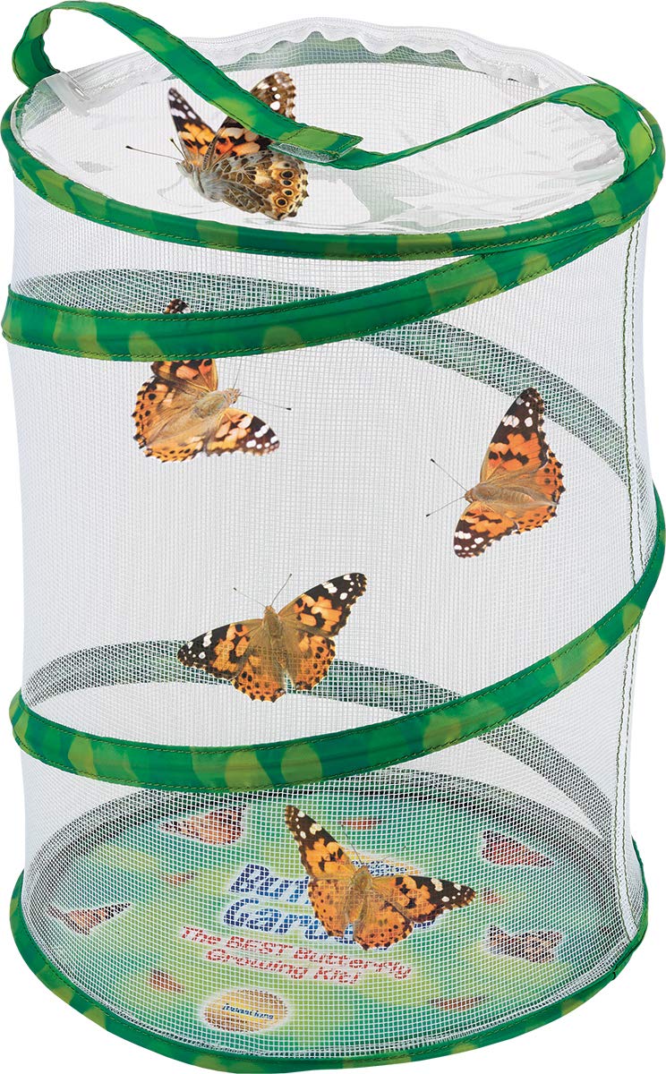 Insect Lore Butterfly Garden with Two Cups of Live Caterpillars, Life Cycle Figurines, English and Spanish Butterfly STEM Activity Journals | 10 Painted Lady Butterfly Baby Caterpillars