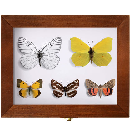 Insect Display Case Box Collection Box with Clear Top, EVA Foam Pinning Board and 100 Pieces Pins Insect Shadow Box Kit Entomology Supplies for Collecting Butterfly Specimen (Brown)