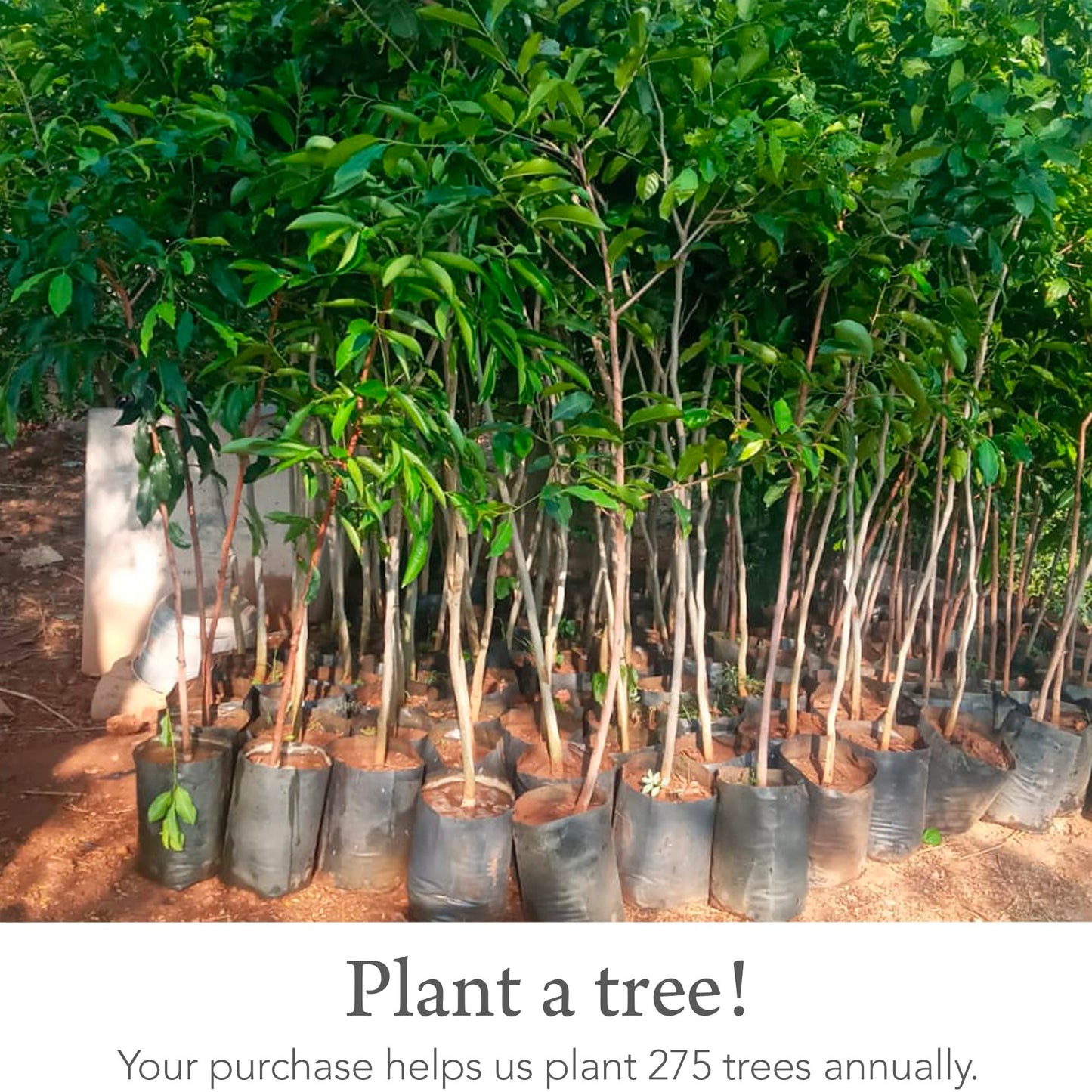 Indi Bandana Bibs for Boys & Girls, Fairtrade Certified, 4-Way Reversible Baby Drool Bibs, 100% Organic Cotton Muslin, 5-Pk